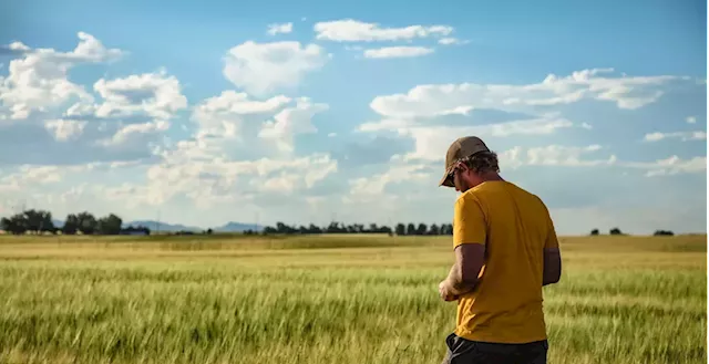 Local Malt Plays a Key Role in the Success of the Colorado Brewing Industry