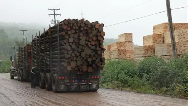 Trump tariffs could lead to Quebec sawmills closing, forestry industry fears