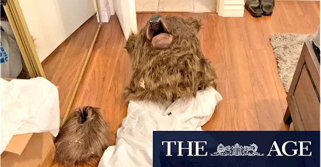 Human in bear suit was used to defraud insurance companies, officials say