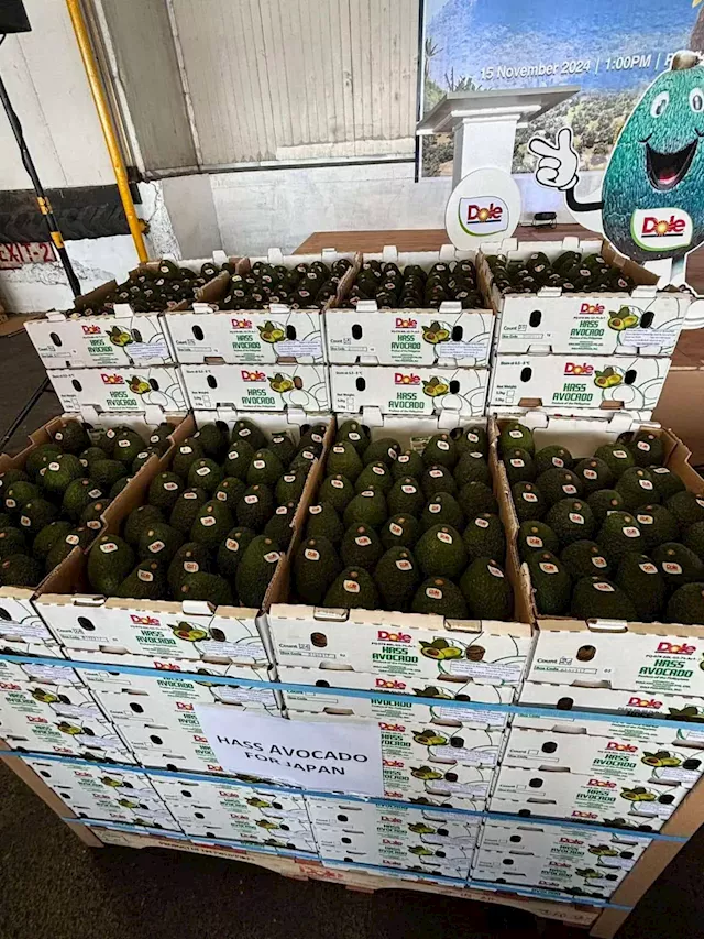 PH gets nod to export Hass avocados to Japan market