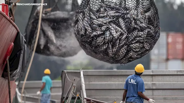 Stanford team identifies fish taxis to bring more transparency to global industry