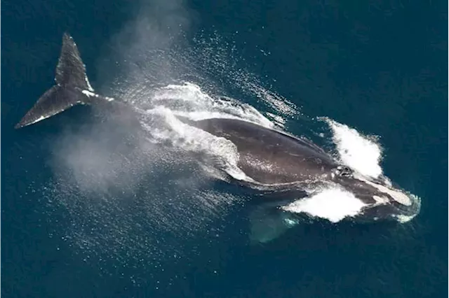 How one company and News4JAX are helping to save the North Atlantic right whales using a high-tech solution