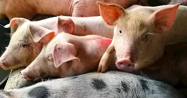 Cebu Hog Industry Relieved as BAI Resumes Shipping Permits