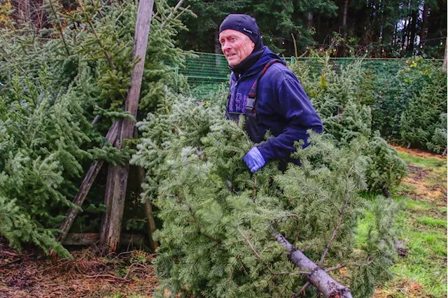 B.C.'s Christmas tree industry struggles to keep up with demand