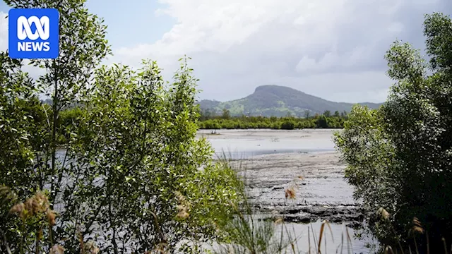 The federal government's nature repair market is set to launch next year, but will buyers be interested in biodiversity certificates?