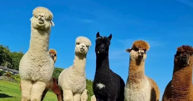 Alpaca walking business CAN continue at farm