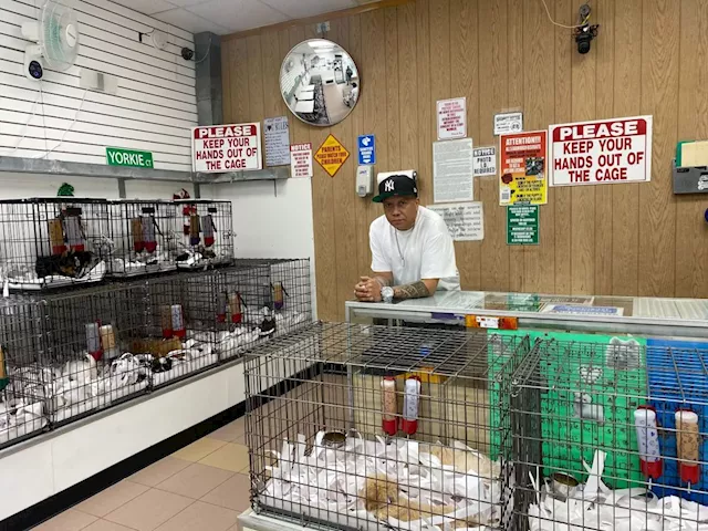 A doggone shame? NYC pet shop owners say statewide puppy/kitten sales ban is forcing them out of business |