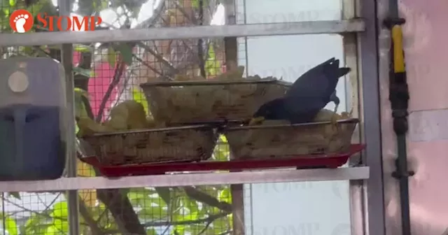 SFA investigating after bird seen feeding on shark nuggets at Tiong Bahru Market stall