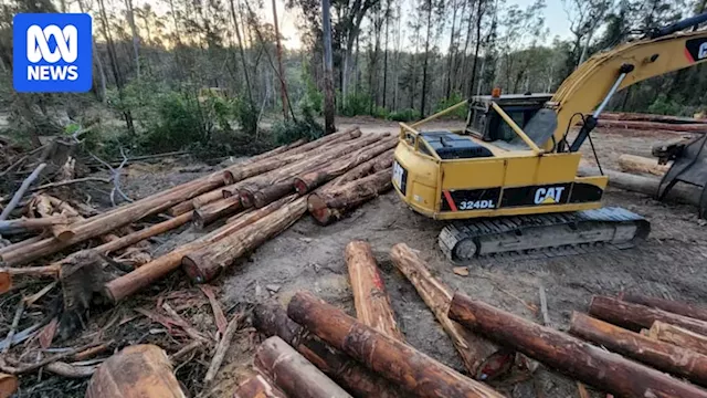 Report says NSW government should review 'long-term feasibility' of native logging industry