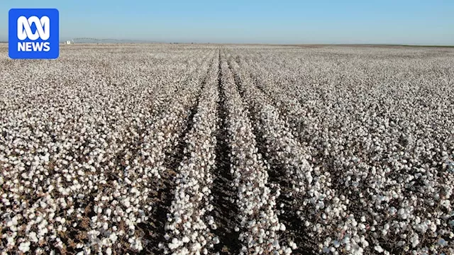 Cotton Industry Blossoms in Outback Queensland