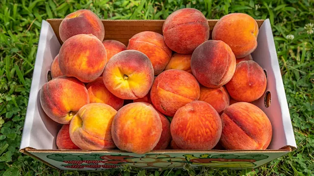 India Evolves into a Key Market for South African Stone Fruits