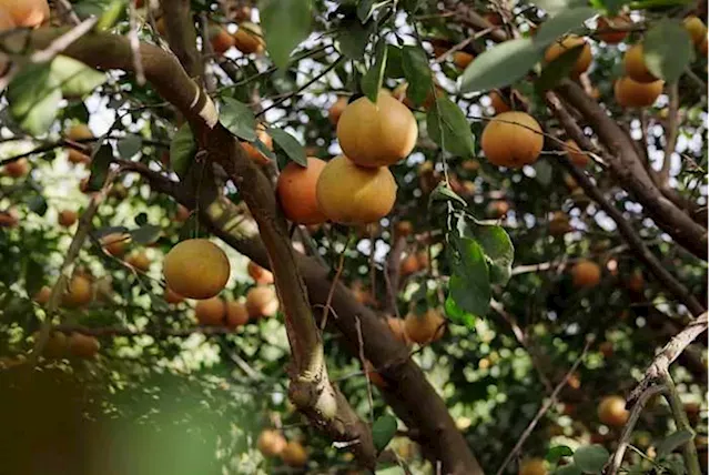 Uncertainty Looms Over Texas Citrus Industry as Queen Citrianna is Crowned