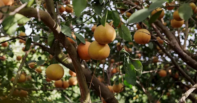 Uncertainty Looms Over Texas Citrus Industry as Queen Citrianna Prepares for Reign