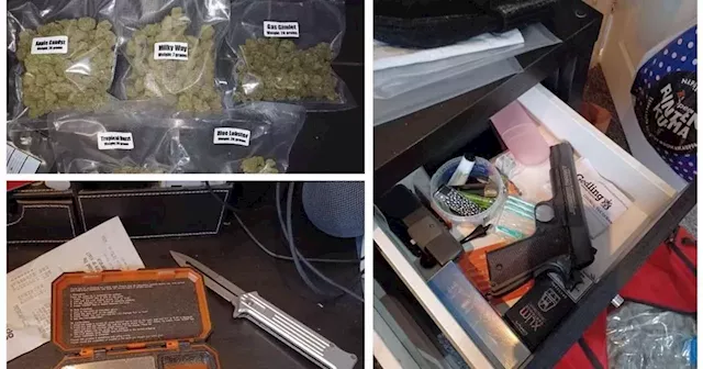 Suspected cannabis business swoop nets drugs, weapons and cash