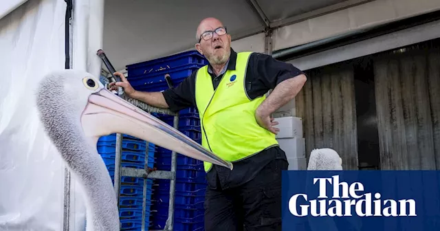 Nostalgia on the menu: Sydney’s famed fish market serving up its last Christmas catch