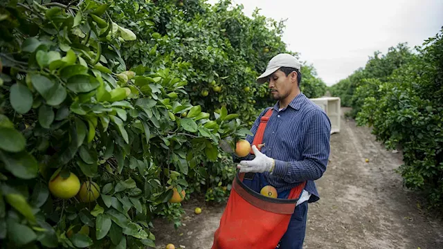 Texas Citrus Queen Faces Uncertain Future for Valley Industry