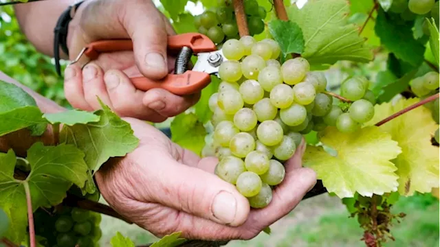 English Wine Industry Faces Challenges Amidst Search for Buyers