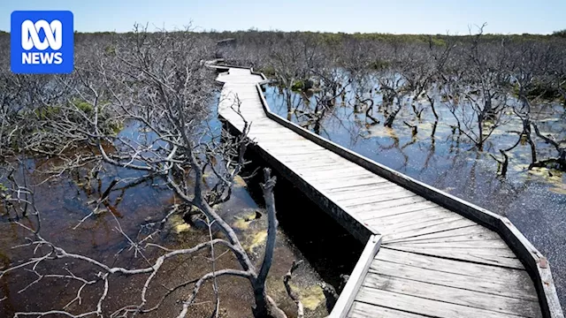 EPA Reaches Civil Settlement with Salt Mining Company Over Mangrove Dieback