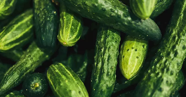 Cucumbers from 3 companies recalled as salmonella sickens 68 people in 19 states