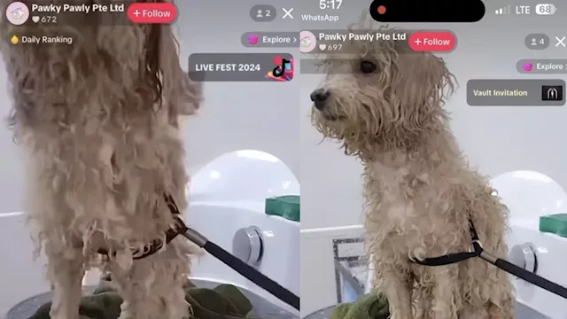 Singapore Pet Grooming Company Admits Negligence After Leaving Dog Unattended During Livestream