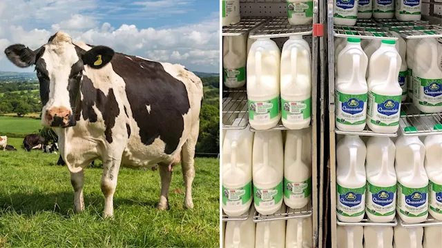 Calls to boycott dairy company over methane-reducing food additive used to tackle burping cows