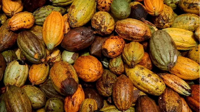 Cocoa market on the brink of big price surge