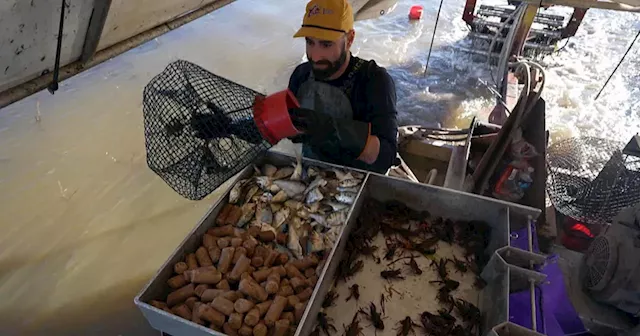 Drought takes devastating toll on Louisiana's crawfish industry