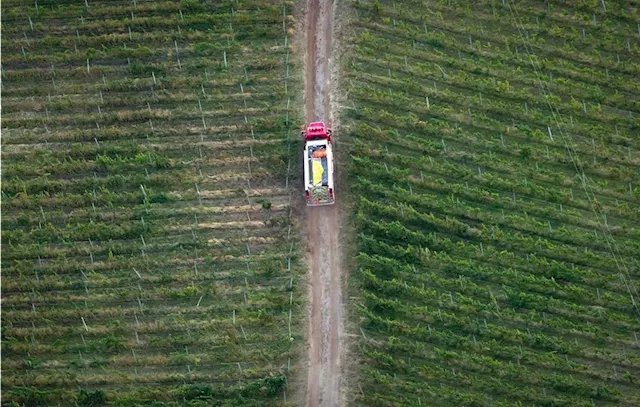 British Columbia's Wine Industry Faces Crop Losses Due to Climate-Related Hits