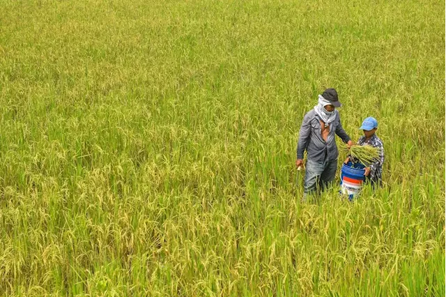 Concerns over Philippine government's capacity to buy rice stocks