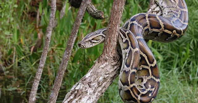 Snake or steak? Study says pythons could could save the meat industry