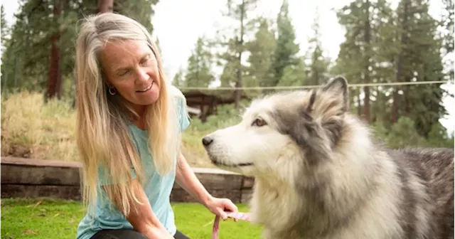 Toronto dog DNA testing company IDs woman as 40% Alaskan Malamute