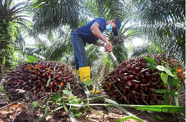 Palm oil industry can get extra RM20bil yield through circular economy, says Ahmad Shabery