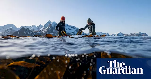 From ocean to plate: the female-led seaweed company