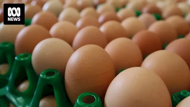 Egg farmers prepare for legal action while waiting for government to release new industry standards