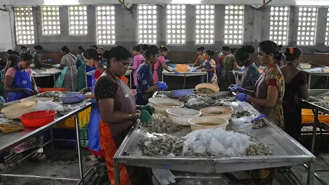 Highlights from the AP's reporting on the shrimp industry in India