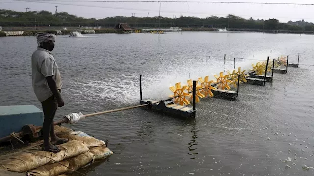 A look at the gruelling conditions in 'dangerous and abusive' Indian shrimp industry