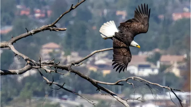 Man to plead guilty in eagle 'killing spree' on U.S. reservation to sell feathers on black market