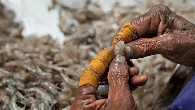 AP finds grueling conditions in Indian shrimp industry that report calls 'dangerous and abusive'