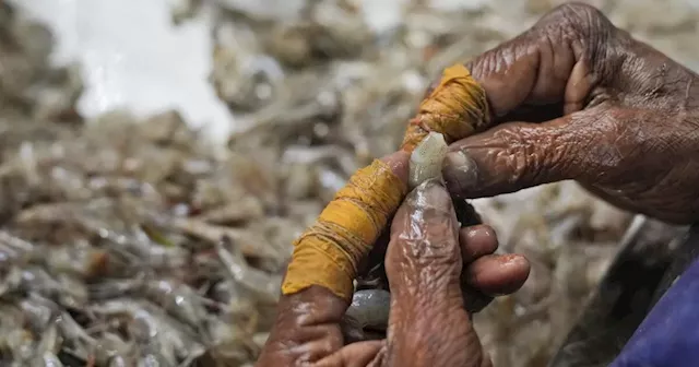 AP documents grueling conditions in Indian shrimp industry that report calls “dangerous and abusive”