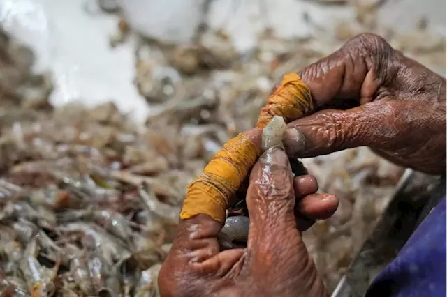 AP finds grueling conditions in Indian shrimp industry that report calls ‘dangerous and abusive’