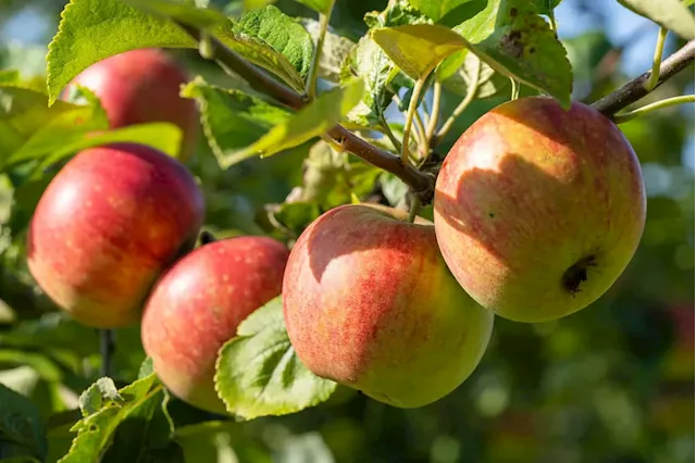 Govt’s R10m investment in an apple juice project has potential to lift lives