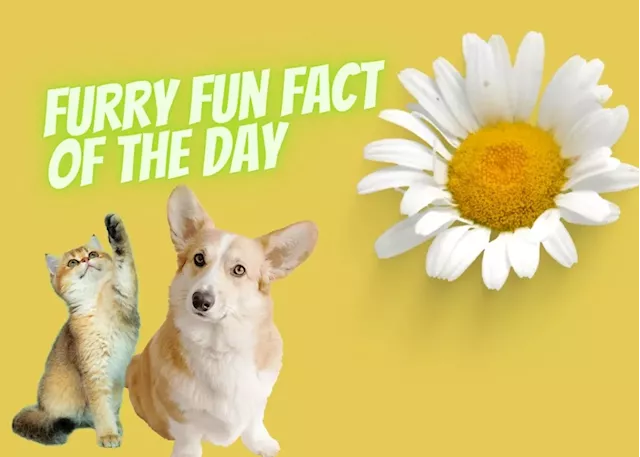 Furry Fun Fact of the Day: Did you know that a group of ferrets is called a “business”?