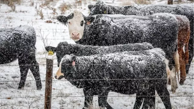 Reuse of the deuce: Calgary company recycling clean water from cattle, hog manure