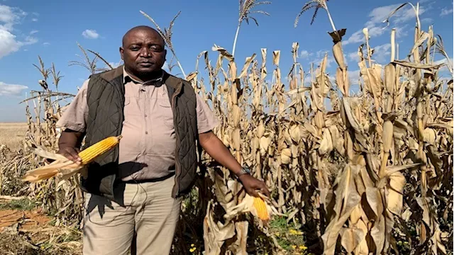 Maize production could be down by 20%: CEC - SABC News - Breaking news, special reports, world, business,