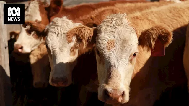 Bird flu found in dairy cows in United States sparks concern about Australian wildlife, livestock industry