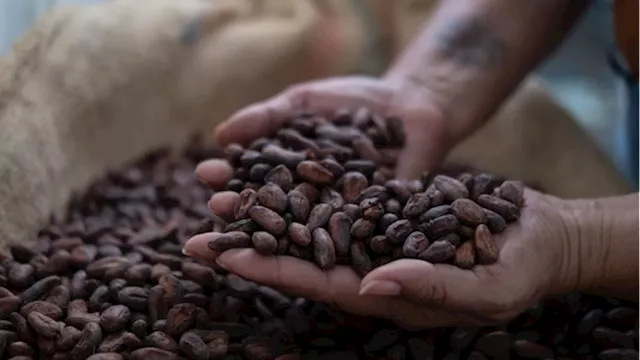 Cocoa price hits US$10,000 a tonne, prompting chaos for industry and consumers