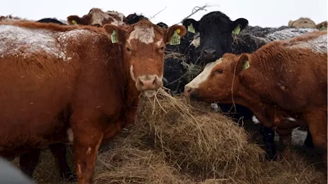 Indoor Vertical Farming Company in Alberta Expands to Feed Cattle