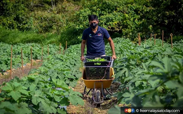 PLS Plantations, Guangzhou Jiangnan to set up regional wholesale market in Johor