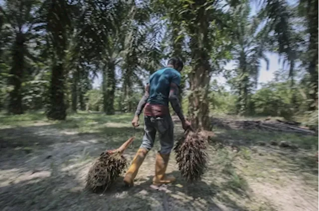 Plantation and Domestic Trade Ministries to take action against companies that discriminate against Malaysian palm oil, says minister