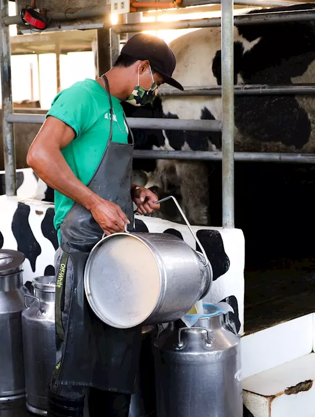 DA chief vows support for local dairy industry